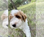 Puppy Brown Goldendoodle