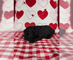 Small Photo #13 Bernedoodle (Miniature) Puppy For Sale in BLACK FOREST, CO, USA