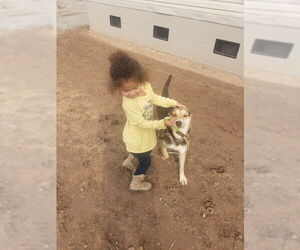 Australian Kelpie Dogs for adoption in Peralta, NM, USA