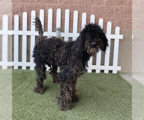 Medium Photo #1 Poodle (Standard) Puppy For Sale in Modesto, CA, USA
