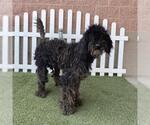 Small Poodle (Standard)