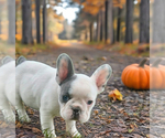 Small #4 French Bulldog