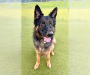 German Shepherd Dog-Unknown Mix Dogs for adoption in Naples, FL, USA