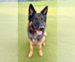 Small German Shepherd Dog Mix