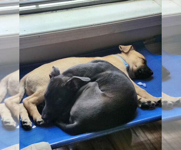 Medium Photo #2 Mountain Cur-Unknown Mix Puppy For Sale in Boston, MA, USA