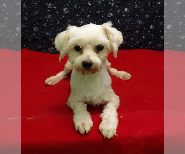 Medium Photo #6 Maltese Puppy For Sale in PATERSON, NJ, USA
