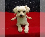 Small #5 Maltese