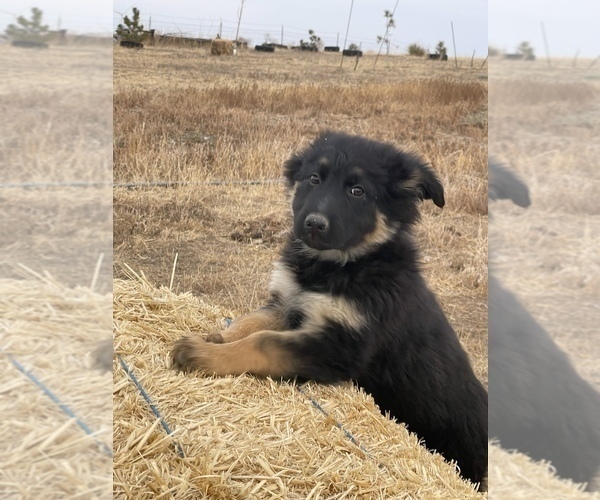 Medium Photo #4 German Shepherd Dog Puppy For Sale in CALHAN, CO, USA
