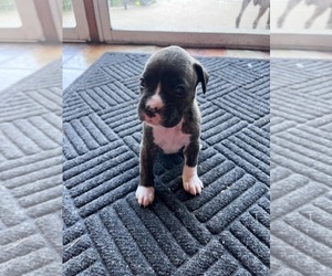 Medium Boxer