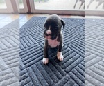 Puppy Ricky Boxer
