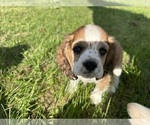 Puppy Henry Cocker Spaniel