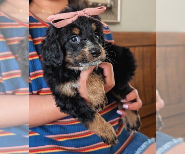 Medium Photo #20 Bernedoodle (Miniature) Puppy For Sale in DAVIS, CA, USA
