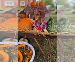 Small #1 Dachshund