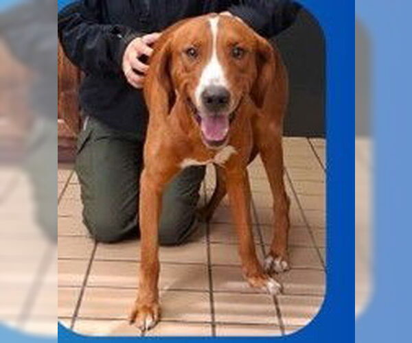 Medium Photo #2 Mutt Puppy For Sale in Sheboygan, WI, USA