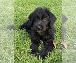 Small #6 Labradoodle