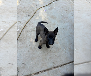 Belgian Malinois Puppy for sale in PERRIS, CA, USA