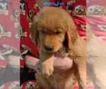 Small Photo #1 Golden Retriever Puppy For Sale in MERIDIAN, MS, USA