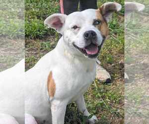 Oakley - Male Staffordshire Bull Terrier-Unknown Mix Dog for Adoption - Photo #3