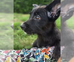 Small #1 Mutt