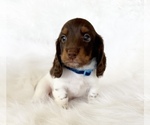 Small #1 Dachshund
