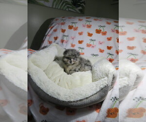 Pomeranian Puppy for Sale in COOKEVILLE, Tennessee USA