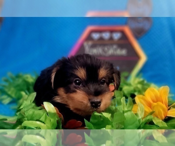 Medium Photo #178 Yorkshire Terrier Puppy For Sale in AKRON, OH, USA