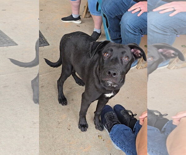 Medium Photo #6 American Pit Bull Terrier-German Shepherd Dog Mix Puppy For Sale in McDonough, GA, USA