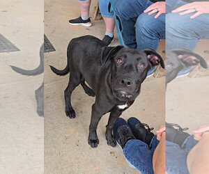 Nuka - Male American Pit Bull Terrier-German Shepherd Dog Mix Dog for Adoption - Photo #6