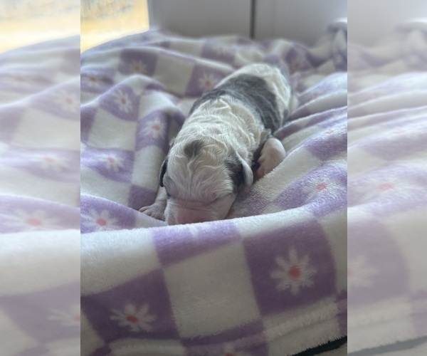 Medium Photo #36 Aussiedoodle-Bernedoodle Mix Puppy For Sale in BELTON, SC, USA