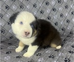 Small #14 Australian Shepherd