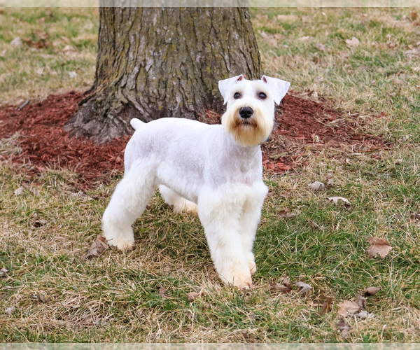 Medium Photo #1 Schnauzer (Miniature) Puppy For Sale in SYRACUSE, IN, USA