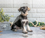 Puppy Sierra Schnauzer (Miniature)