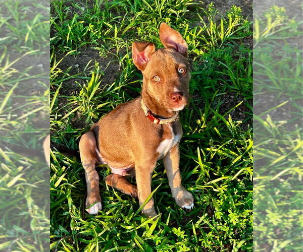 Medium Photo #8 American Pit Bull Terrier-Huskies  Mix Puppy For Sale in Raleigh, NC, USA