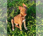 Small #7 American Pit Bull Terrier-Huskies  Mix