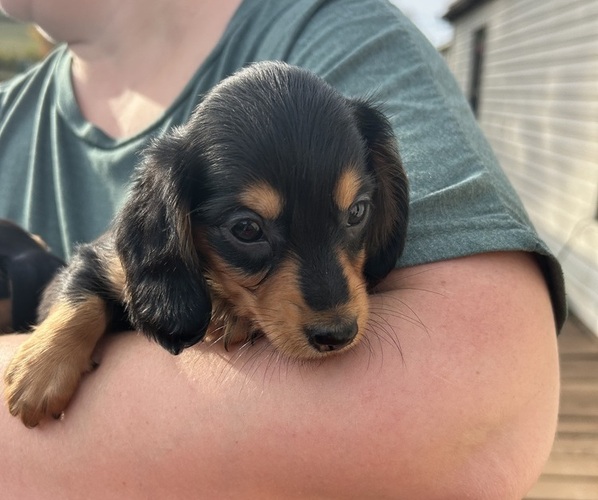 Medium Photo #5 Dachshund Puppy For Sale in GARRETT, PA, USA