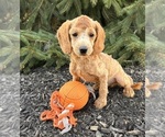 Small #2 Goldendoodle (Miniature)