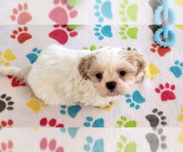 Medium Photo #8 Shih Tzu Puppy For Sale in ORO VALLEY, AZ, USA