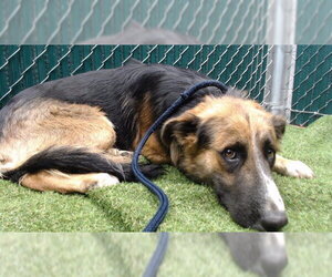 German Shepherd Dog Dogs for adoption in Downey, CA, USA