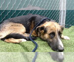 Small German Shepherd Dog