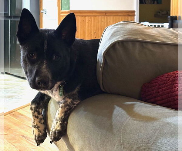 Medium Photo #8 Mutt Puppy For Sale in Garden City, NY, USA