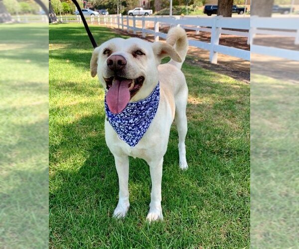 Medium Photo #1 Labrador Retriever-Unknown Mix Puppy For Sale in Dana Point, CA, USA