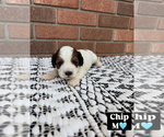 Small #10 Cavapoo