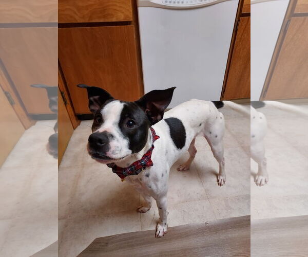 Medium Photo #15 Rat Terrier-Unknown Mix Puppy For Sale in Columbus, IN, USA