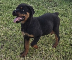 Rottweiler Puppy for Sale in JURUPA VALLEY, California USA