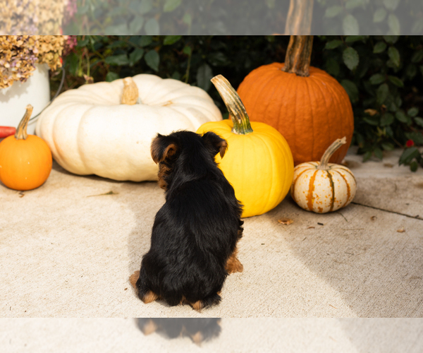Medium Photo #13 Yorkshire Terrier Puppy For Sale in NAPPANEE, IN, USA