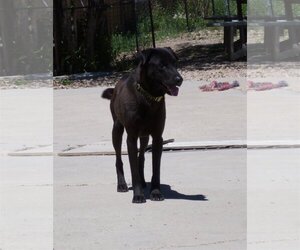 Chinese Shar-Pei-Labrador Retriever Mix Dogs for adoption in Diamondville, WY, USA