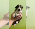 Small Photo #2 Australian Shepherd-Border-Aussie Mix Puppy For Sale in ORLANDO, FL, USA