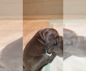 Great Dane Puppy for sale in JUDA, WI, USA
