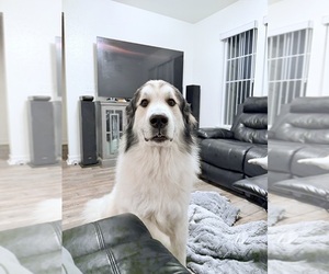 Father of the Great Pyrenees puppies born on 08/22/2025
