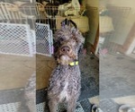 Small Photo #21 Poodle (Standard) Puppy For Sale in MOORESVILLE, NC, USA